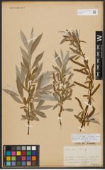 Foto von Salix alba L.